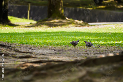 pigeons on the grass