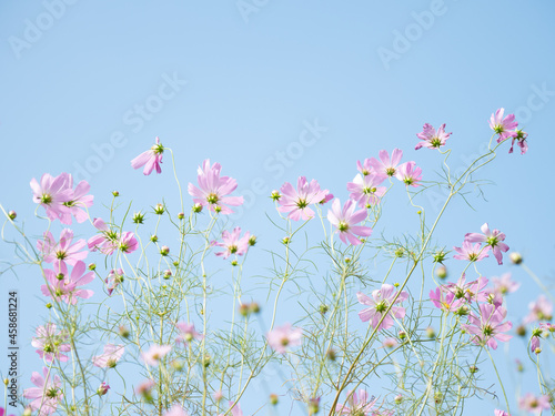 秋の青空と淡いピンク色のコスモス © 正人 竹内