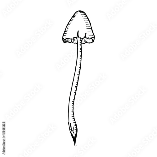 Toadstool. Vector illustration. Isolated on white. Hand-drawn style.