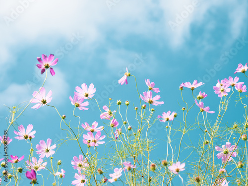 秋の青空と淡いピンク色のコスモス © 正人 竹内