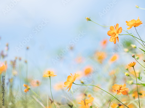 淡いキバナコスモスの花 © 正人 竹内