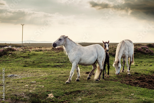 White horses and dark foul in a green field at dusk. Cloudy sky. Equine industry.