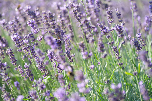 Beautiful lavender flowers in field closeup. Lavender fields and summer bloom