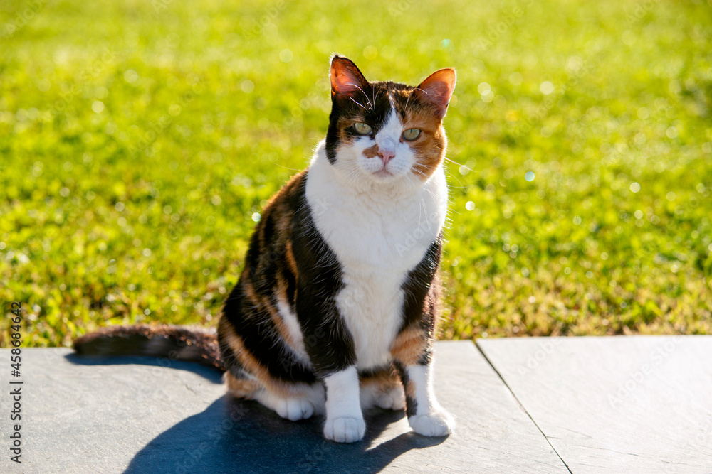 A piebald cat sitting on a stone in the garden