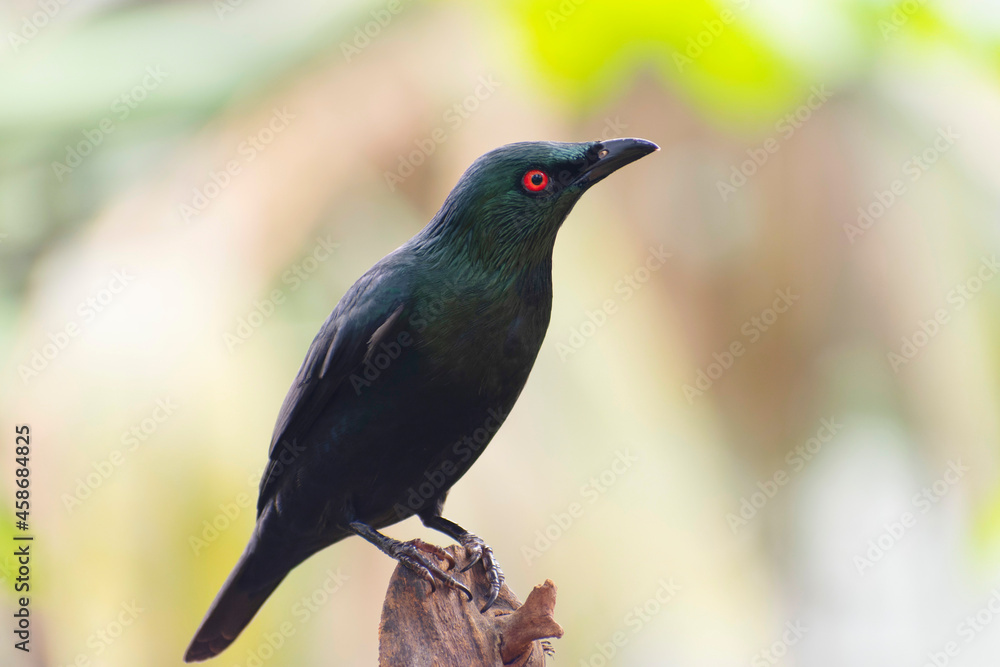 Aplonis panayensis Asian glossy starling in close view Aplonis panayensis Asian glossy starling in close view