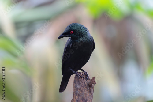 Aplonis panayensis Asian glossy starling in close view photo