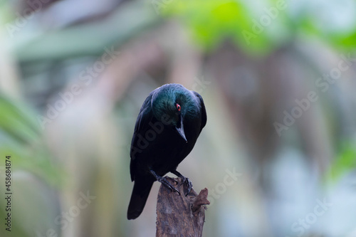 Aplonis panayensis Asian glossy starling in close view photo