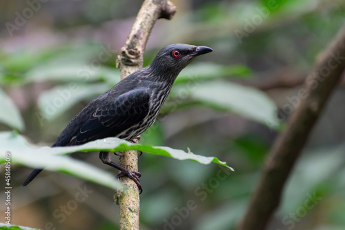 Aplonis panayensis Asian glossy starling in close view