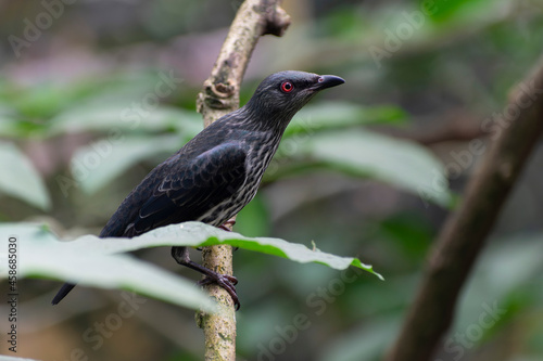 Aplonis panayensis Asian glossy starling in close view photo