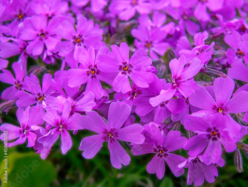 Wallpaper Mural Close-up of purple groundcover flowers. Torontodigital.ca
