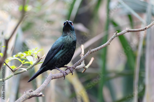 Aplonis panayensis Asian glossy starling in close view