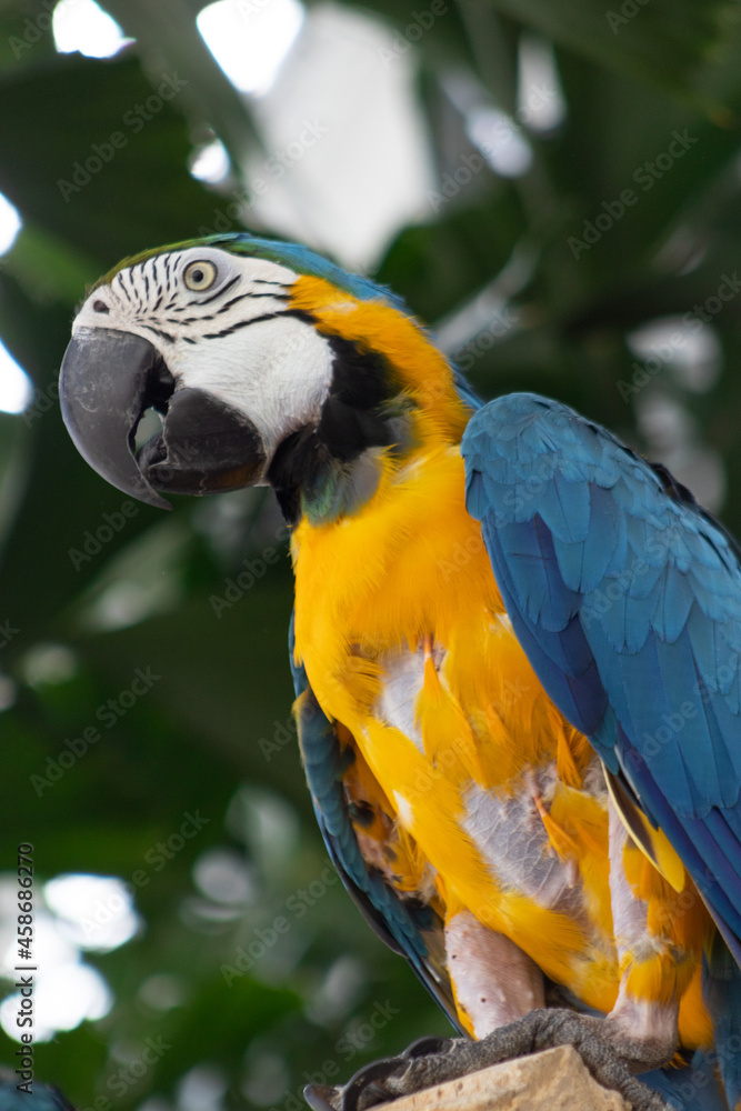 photo of yellow and blue ara parrot on tree branch photo of yellow and blue ara parrot on tree branch