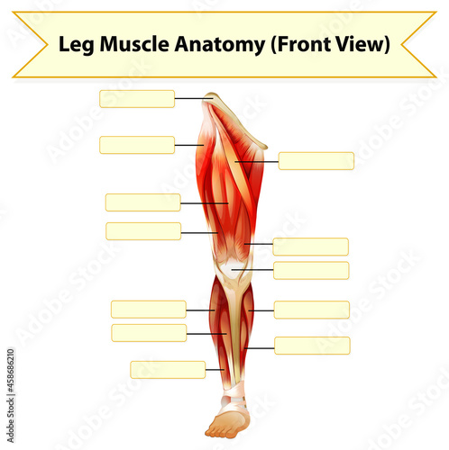 Human leg muscle anatomy worksheet