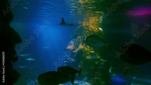 Beautiful oceanic multiple fishes swimming in transparent waters. Javanese Cownose ray, Green sea Turtle, Milkfish, Crown and Big-Eyed Squirrelfish, Bluestripe Snapper, Clown and Picasso Triggerfish. photo