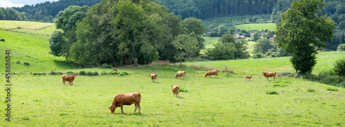 limousin cows graze in green grass of summer meadow in countryside near limoges in france photo