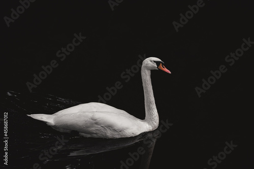 Graceful Swan swimming up stream of a calm river 