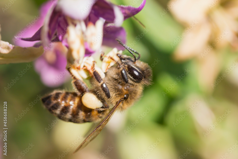 honey bee collects nectar hanging on red flower macro side view on blurred background