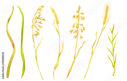 Watercolor wheat spikelets set. Hand painted ripe barley ears, rye grains isolated on white background. Cereal dry flowers illustration for natural eco food packaging design, cards