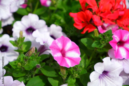 Pink petunia flowers. Suitable for backgrounds.