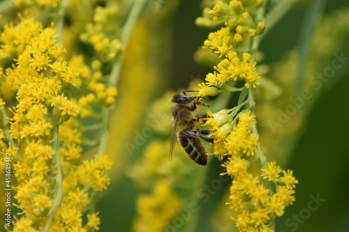 A bee collects nectar and pollen from yellow Goldenrod flowers close-up