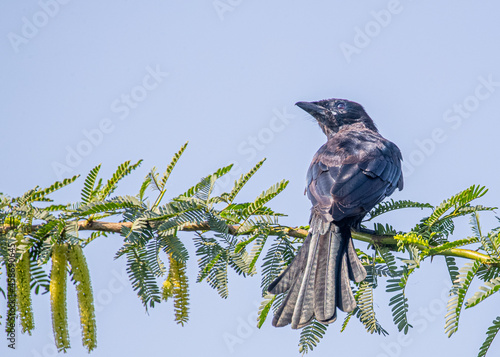 Black Drango sitting on tree photo