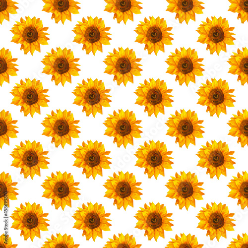 Seamless pattern with sunflowers on, white background. Botanical painting, flower background, illustration.