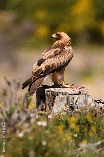 Aguila calzada con presa en su territorio de caza