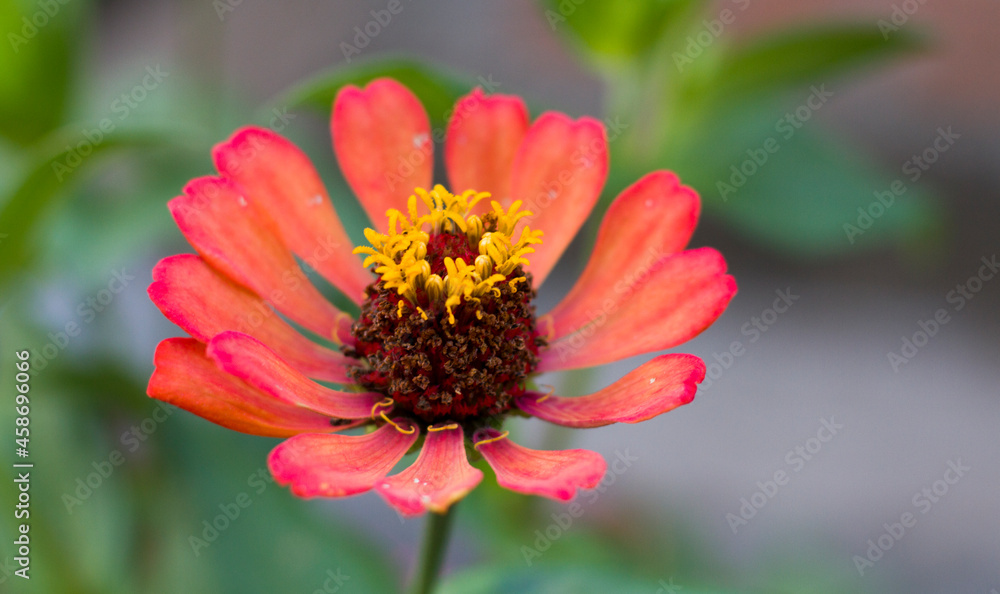 zinnia red flower in the garden zinnia red flower in the garden