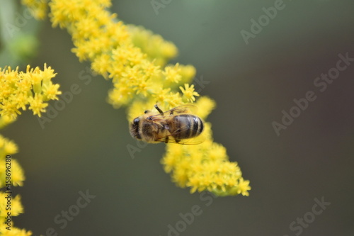 A bee collects nectar and pollen from yellow Goldenrod flowers close-up