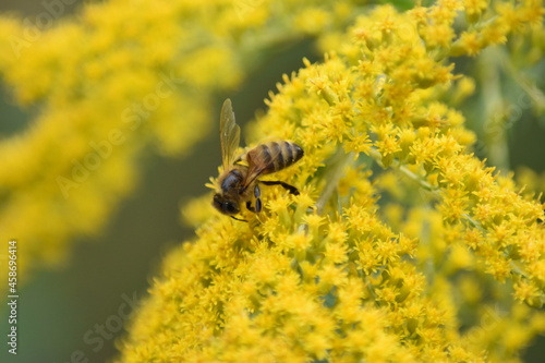 A bee collects nectar and pollen from yellow Goldenrod flowers close-up