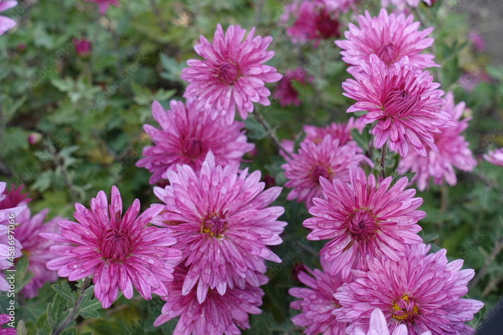 Many pink flowers of Chrysanthemums with droplets of water in November Many pink flowers of Chrysanthemums with droplets of water in November