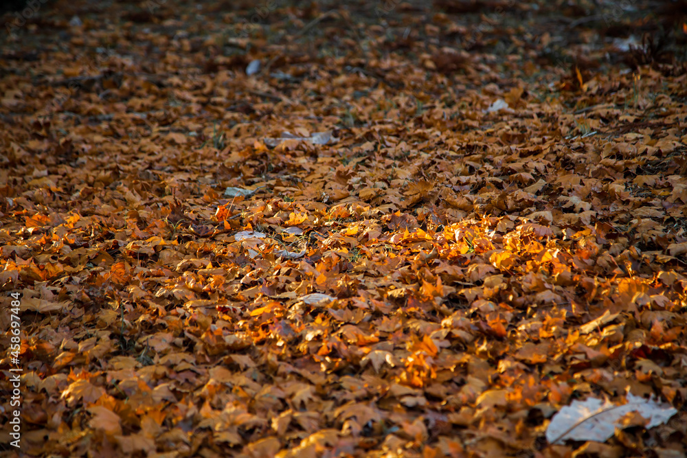 Autumn leaves spread on the ground Autumn leaves spread on the ground