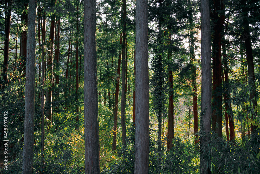 Lots of straight, high-growing mountain trees Lots of straight, high-growing mountain trees