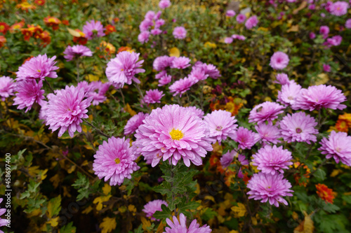 Numerous pink flowers of Chrysanthemums with droplets of water in mid November