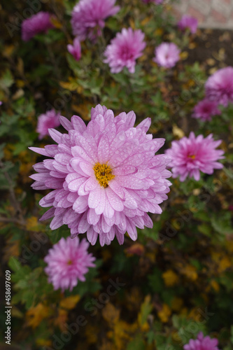 Rain drops on pink flower of Chrysanthemum in mid November