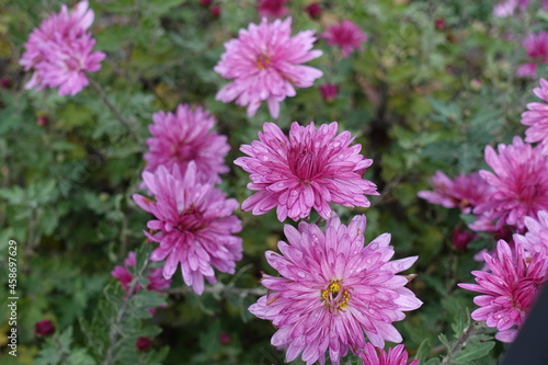 Several pink flowers of Chrysanthemums with droplets of water in October