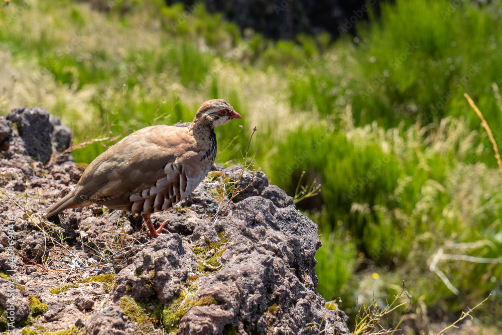 Fototapeta premium Madeira auf dem Pico Ruivo - Arieiro