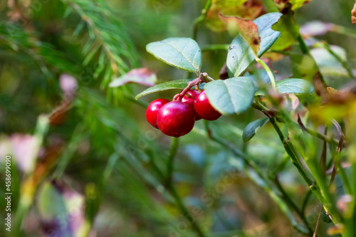 Lingonberry growing in the forest closeup. Ripe red lingonberry berry in the wild after rain, soft focus.