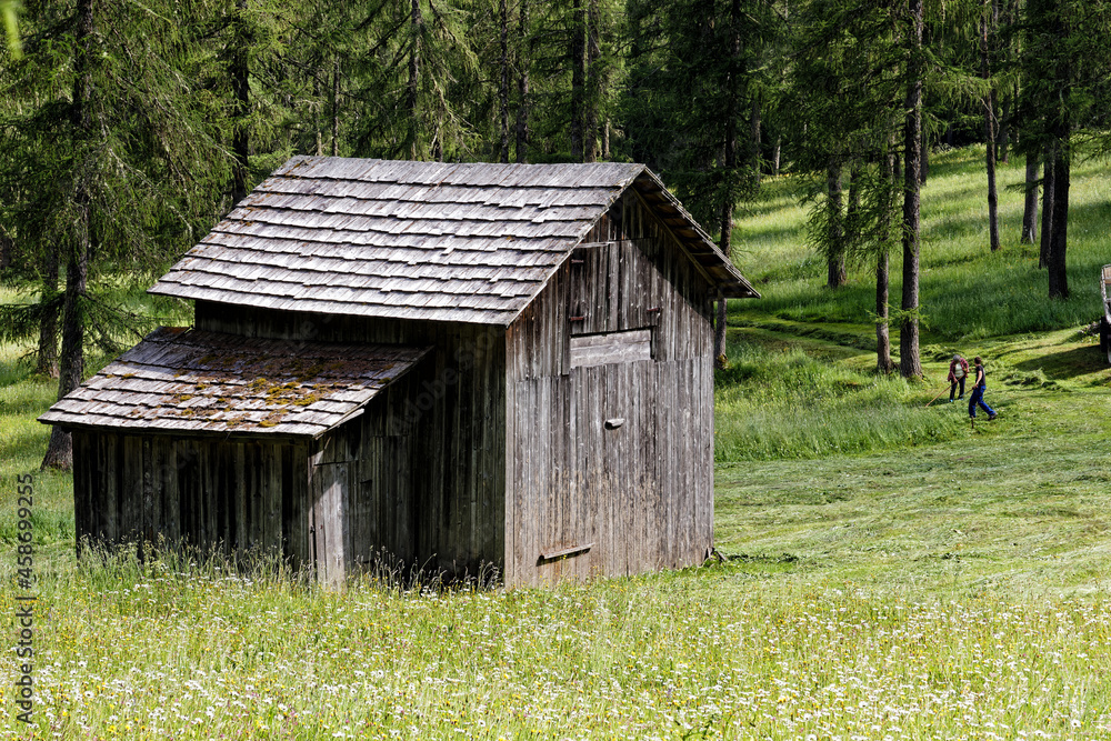 Blühende Bergwiesen mit alter Holzhütte in den Alpen, Pustertal, Südtirol, Italien Blühende Bergwiesen mit alter Holzhütte in den Alpen, Pustertal, Südtirol, Italien