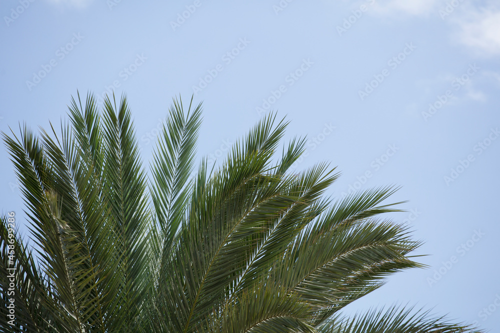 palm tree branches with blue background and white soft clouds palm tree branches with blue background and white soft clouds