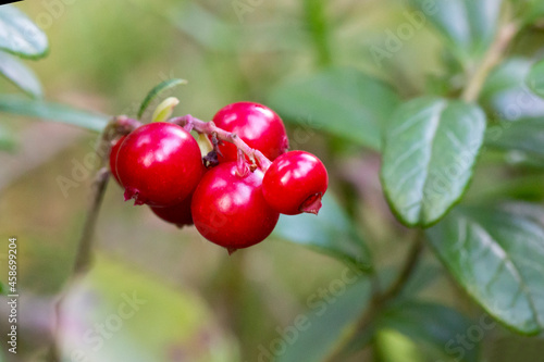 Vaccinium vitis-idaea lingonberry, partridgeberry or cowberry . Fresh wild lingonberry in forest.