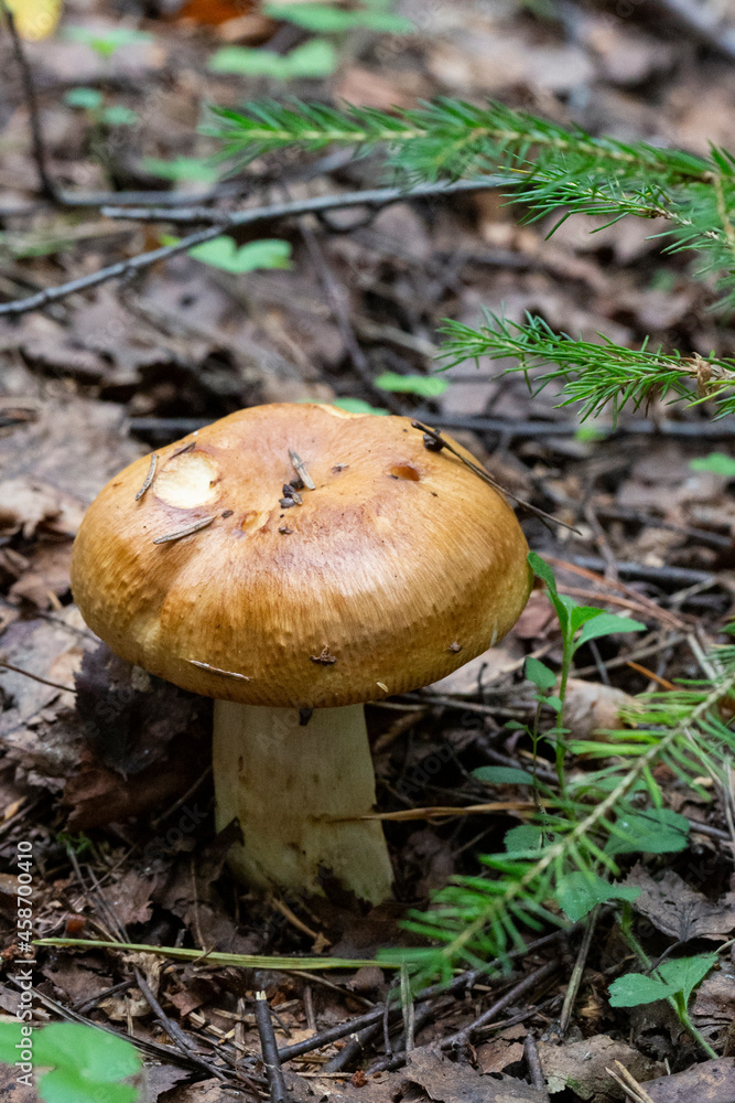 Edible mushroom, Valuy lat. Russula foetens . october Edible mushroom, Valuy lat. Russula foetens . october