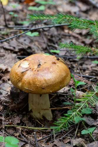 Edible mushroom, Valuy lat. Russula foetens . october