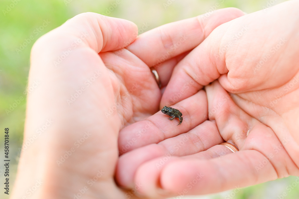 A very small frog in human palms. Animal welfare concept.