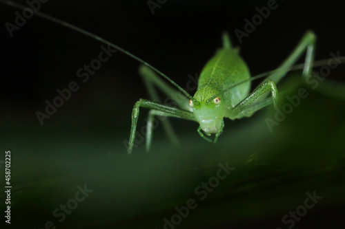 A macro photo of a green grasshopper on a leaf looks at the camera. Black background. Natural habitat.