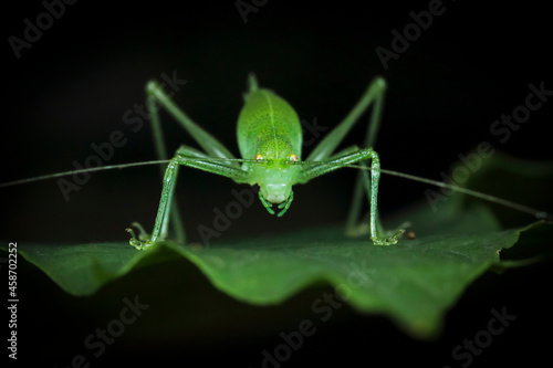 A macro photo of a green grasshopper on a leaf looks at the camera. Black background. Natural habitat.
