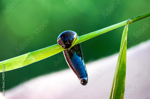 Leech close-up on a green leaf by the river. Bloodsucking worm parasite in its natural habitat.