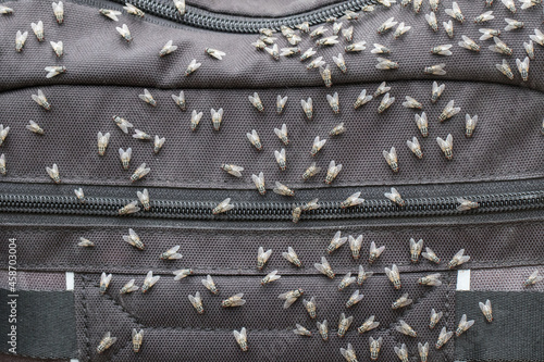 Australian Bushflies resting on a back pack photo