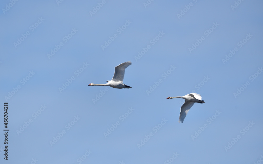 a pair of mute swans during their flight on the blue sky