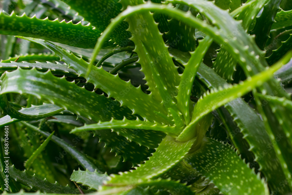 Fototapeta premium aloe vera plant